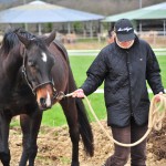 Pferdewirt oder Studiengang?