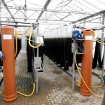 Algen in Ernährung und Medizin