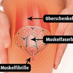 Die Enstehung des Muskelkaters