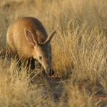 Die Idee hinter der Foundation: Die Erforschung der lokalen Kultur und Umwelt Die Idee hinter der Foundation: Die Erforschung der lokalen Kultur und Umwelt