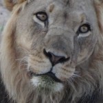 wie lange wird der Löwe noch existieren