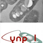 Wachstumsmarkt Müllkonvertierung