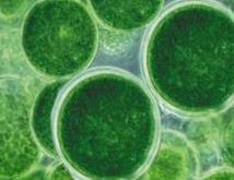 Aus Algen lassen sich die verschiedensten Anwendungsgebiete erschließen.