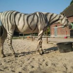 Fliegen und Bremsen mögen keine Zebras