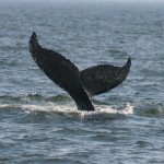 Walbeobachtung - davon träumen viele Virginia-Touristen