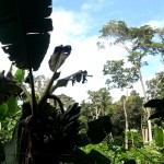 Mutter- und Meisterpflanze Ayahuasca