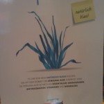 Aus Algen lassen sich die verschiedensten Anwendungsgebiete erschließen