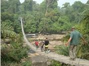 Urwald-Abholzung für Palmöl in Kamerun Urwald-Abholzung für Palmöl in Kamerun