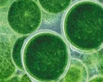 Verglichen mit Landpflanzen produzieren Algen bis zu achtmal so viel Biomasse pro Hektar und enthalten 30- 40 Prozent nutzbare Öle