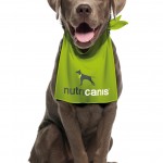 Verständnis für die Bedeutung der richtigen Ernährung von Hunden schaffen