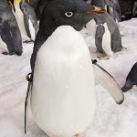 Wo verbringen Pinguine den Winter?