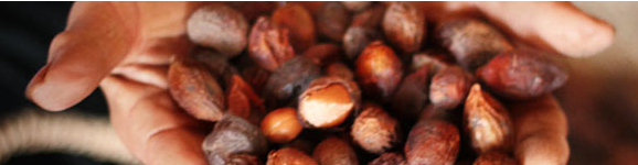 Arganöl erhält die Jugend, indem es die Zellen schützt. Diese Website liefert Ihnen umfassendes Hintergrundwissen über Arganöl.