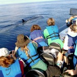 Jugendforscher beobachten Wale und Delfine