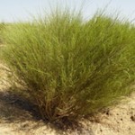 der aftrikanische Rooibos der aftrikanische Rooibos