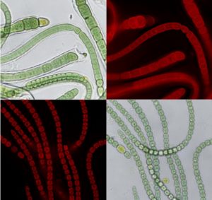 die Cyanobakterien unter dem Mikroskop