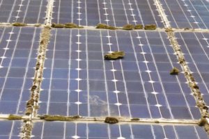 Verschmutze Solaranlagen verringern die Stromausbeute erheblich Solarfläche mit Moosstücken