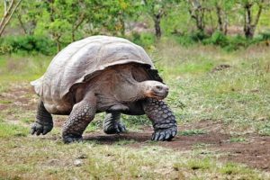 eine Riesenschildkröte