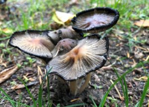 Pilze auf einer Wiese