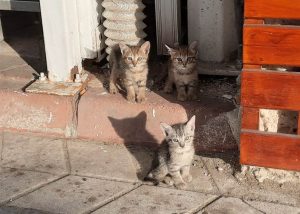 drei Katzenbabys auf dem Gehweg