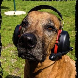 Hund mit Hörschutz