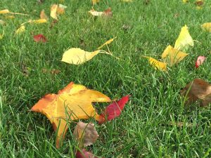 Herbstlaub auf Rasen