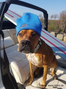 Hund mit Mütze im Cabrio