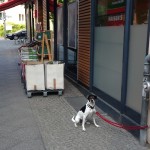 Hunde müssen draussen bleiben - und sind damit unbeaufsichtigt