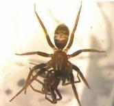 Spinnenmännchen der Gattung Micaria sociabilis 