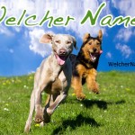 einige der wichtigsten Hundefragen als Ratgeber zusammengefasst