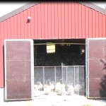 Eingepfercht in Ställen