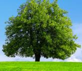 Erneuerbare Energien für unsere Umwelt