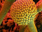 exklusive Mikrofotografie