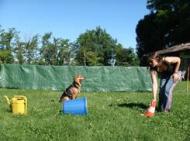 Fugazza und Miklósi untersuchten, ob Hunde die kognitive Fähigkeit zur zeitversetzten Nachahmung besitzen