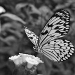 Vegan, natürlich und fair trade