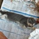 oft droht ungewollten Katzenbabys der schnelle Tod