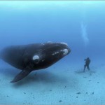 Atemberaubende Unterwasserfotografien des Künstlers