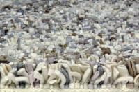 Second-Life-Rugs sind handgeknüpfte, abgepasste Hochflorteppiche aus Lana Cotta (reiner, gekochter Wolle). Hochwertige Unikate, die Ressourcen schonend von Hand gefertigt werden.