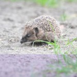 nicht jeder Igel ist hilfebedürftig