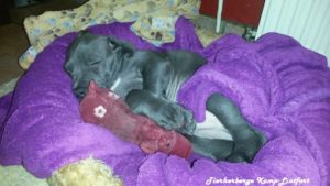 Hund liegt auf Hindekissen und schläft