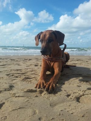 Hund auf einem Sandstrand