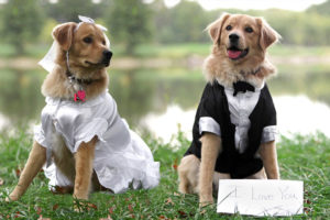 Hunde im Hochzeitsdress
