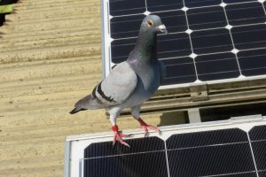 Taube auf einem Photovoltaik-Panel