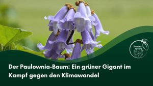 Blüte des Paulownia-Baums