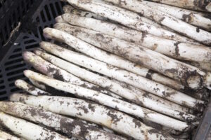 Spargel frisch gestochen