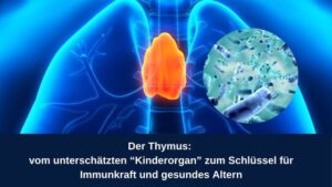 Sitz des Thymus in Animation 