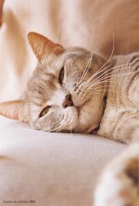 eine Katze liegend