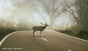 ein Hirsch auf der Fahrbahn