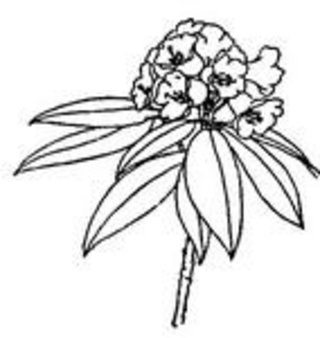 Immergrüne Blätter