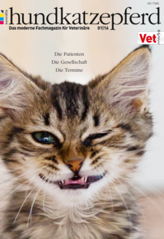 hundkatzepferd hundkatzepferd