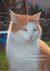 E-Book Katzen: Liebenswerte Seidenpfoten